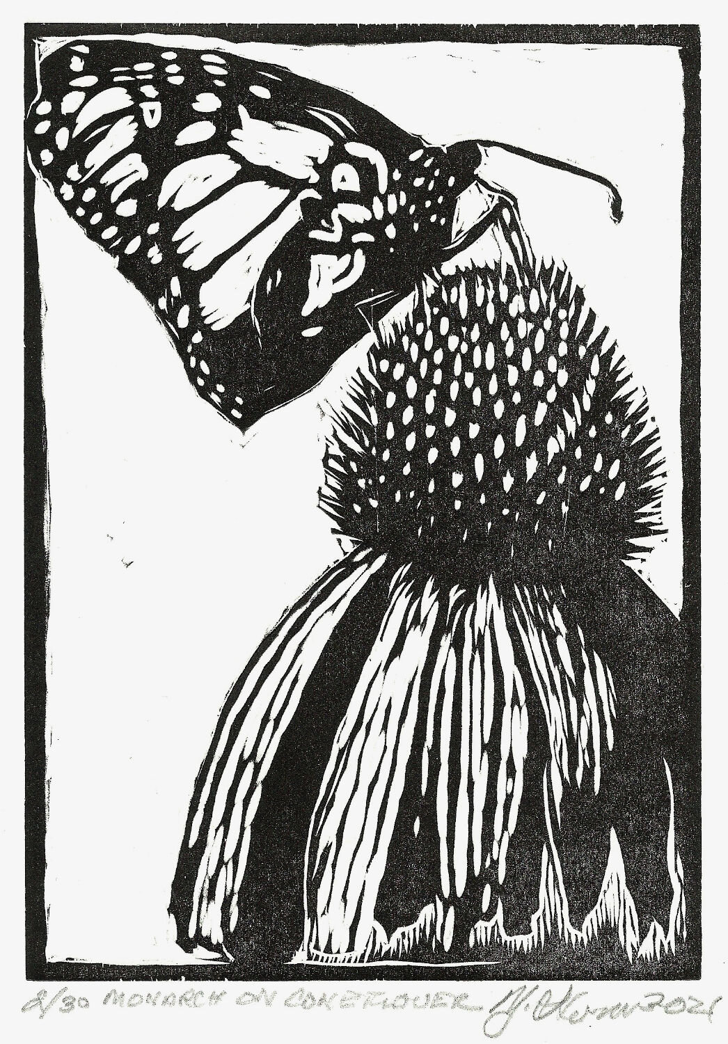 Monarch on Coneflower