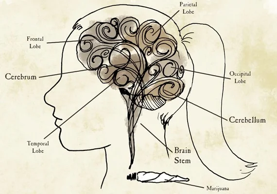 teenbrain-570.jpg