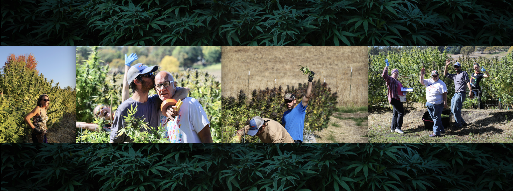 Banner.png