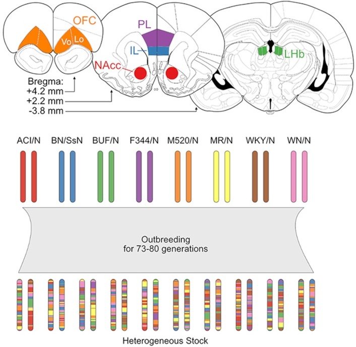  The regulatory landscape of multiple brain regions in outbred heterogeneous stock rats