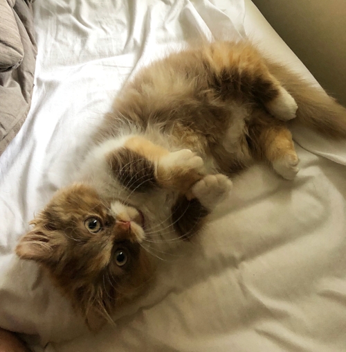 Dixie, who loves to sleep like this - look at those short cute legs!