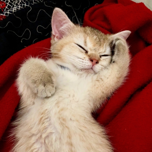 Momo (BSH), totally trusting and relaxing at home