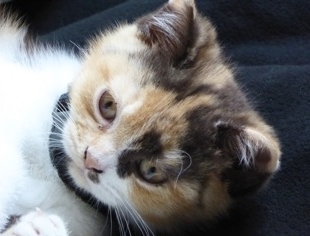 Munchie, formerly Duchess