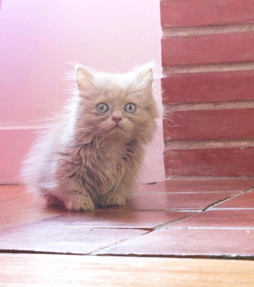 Tinkerbell.jpg