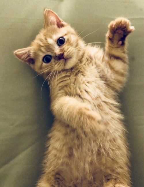 Prince Harry posing