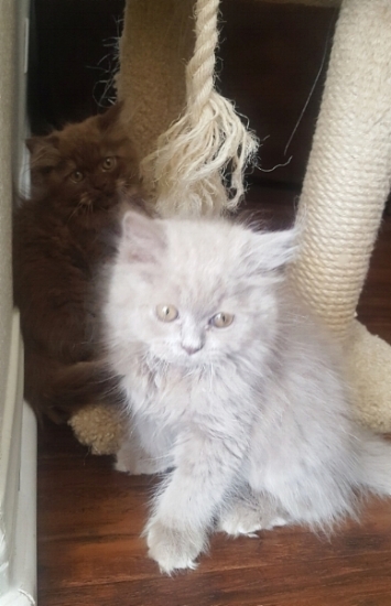 Siblings Teddy and Terry got to stay together - yeay!