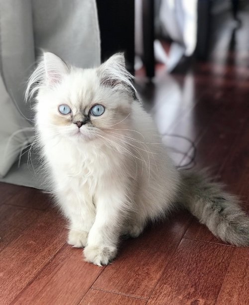 Handsome boy, Quido, above