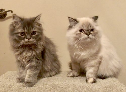 Jasper & Pearl. Two are so much better than one!