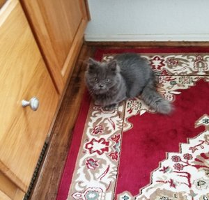 ….and Grump, blue standard minuet boy