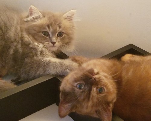 Blue Angel & Wanda - inseparable friends!
