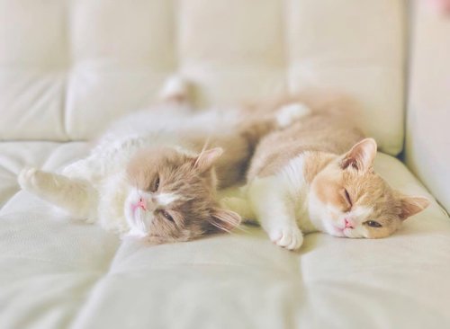 Oatmeal and Orchid looking happy and relaxed loving their new family.