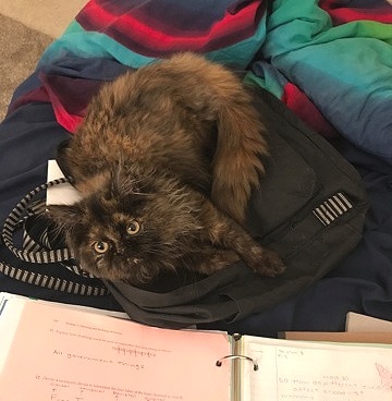 Daredevil Girl, can you help with homework too?