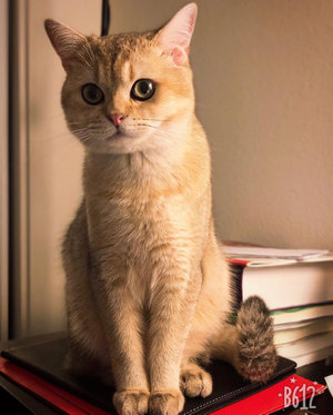 Momo.jpg