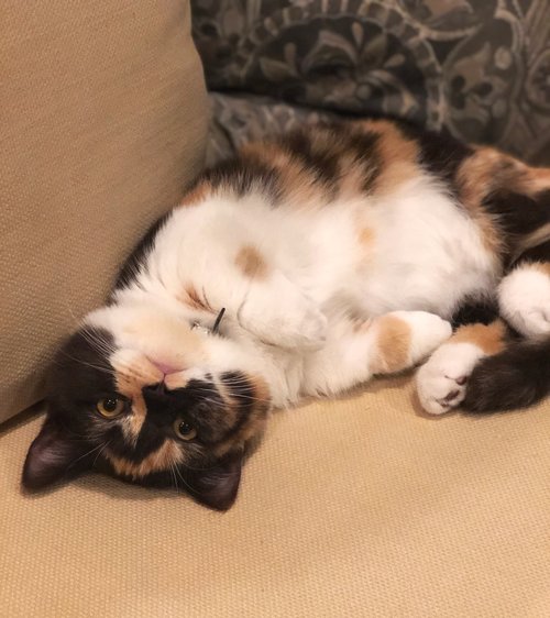 Josephine+%28Anahind%29.jpg