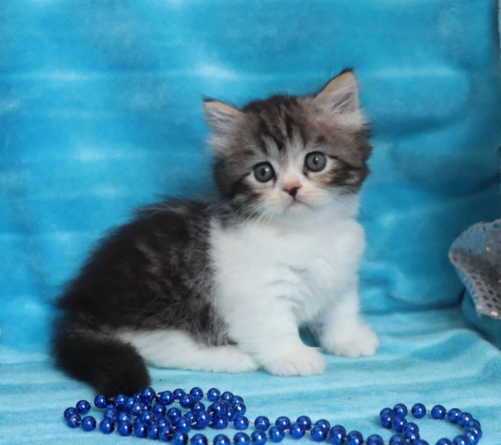 Minuet Kittens Cattery