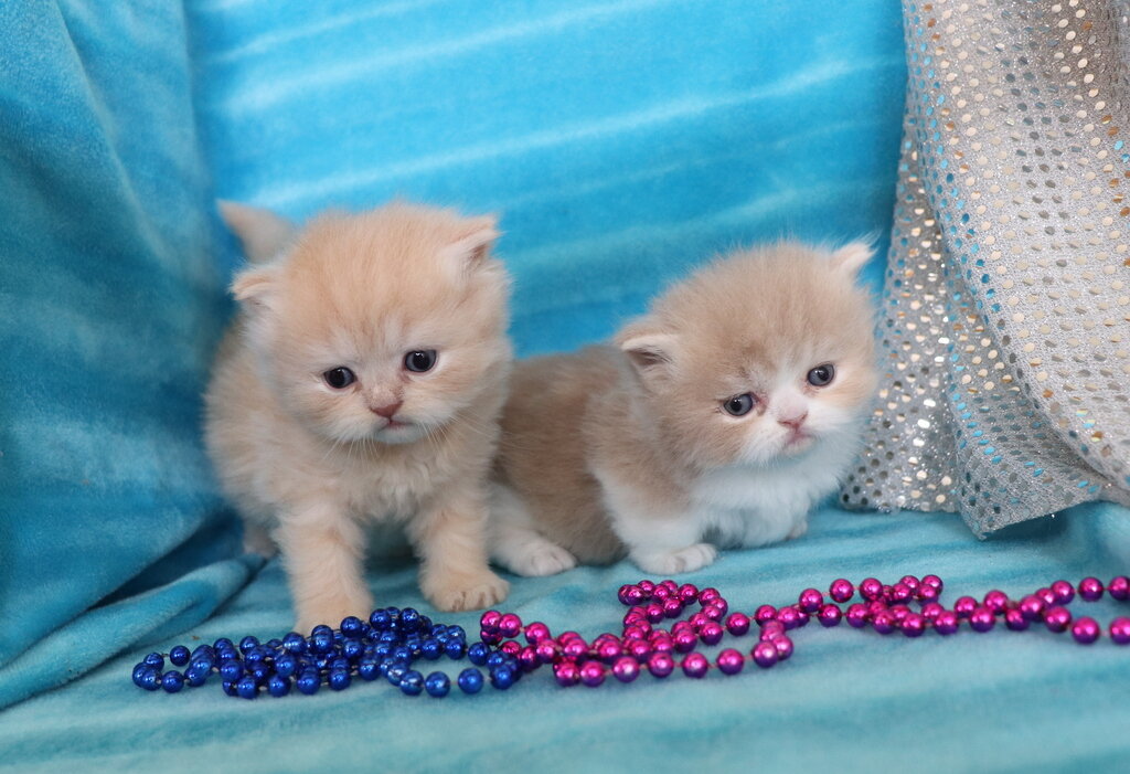Minuet Kittens Cattery