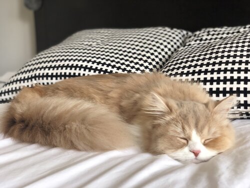 Toulouse (formerly Emma), happy in her new home in Newport Beach. Adopted in June 2019