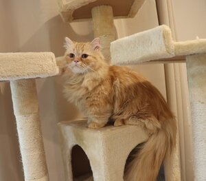 Stumpy (5).jpg