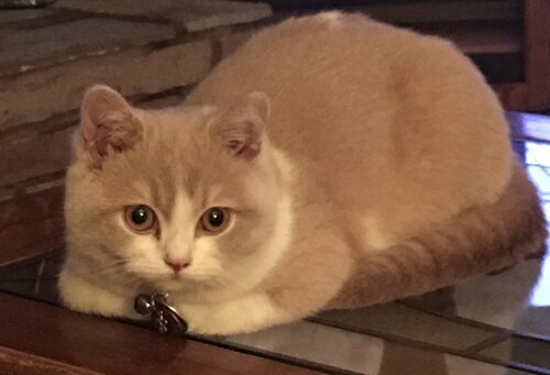 Zoey is doing well in Monsesano, WA and is getting ready to welcome a new kitten friend!!