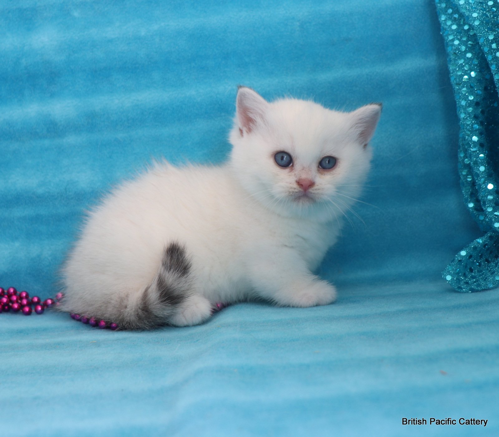 Cats For Sale : Buy Healthy Kittens for Sale Online in India
