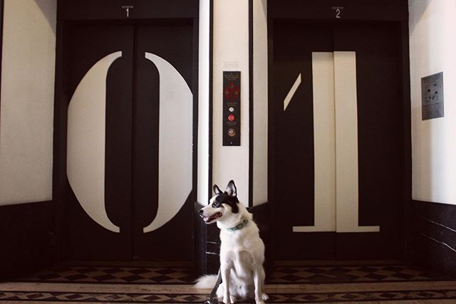Someone can smell the treats waiting for him at the Best Girl coffee counter. Who’s the best boy, Kenai? 🐾 #nationaldogday #furryfacehotel