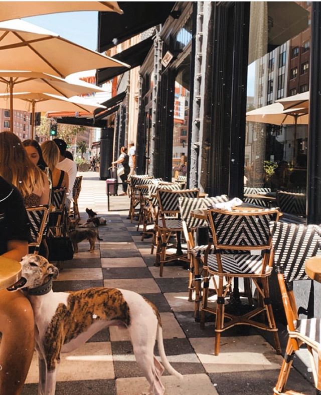 Bring your friends, dogs, and your dog’s friends too. 📸: @saysiababy