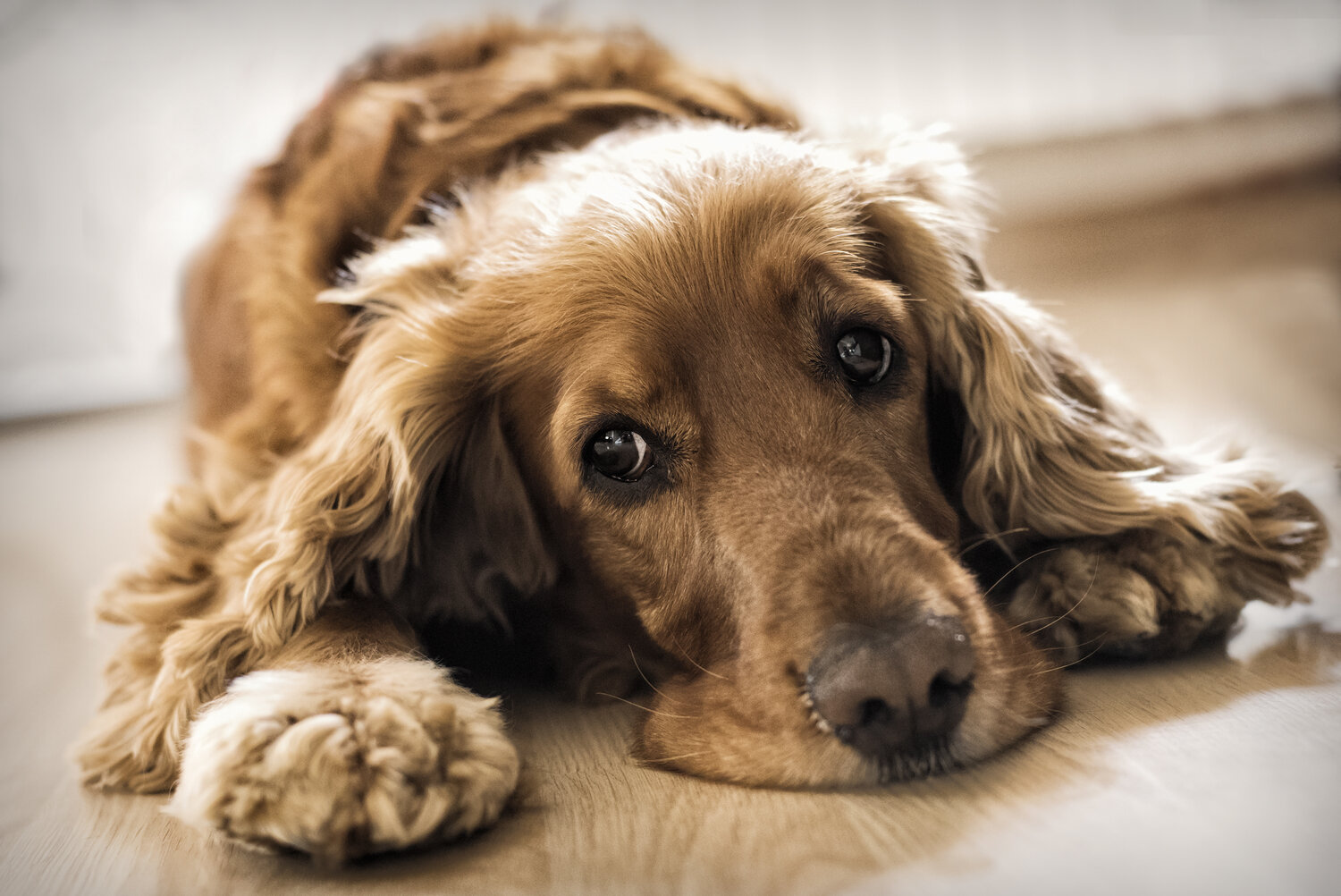 Prolific vomiting in dogs — Lomond Vets - Helensburgh Veterinary Care for  Dogs, Cats and other small animals