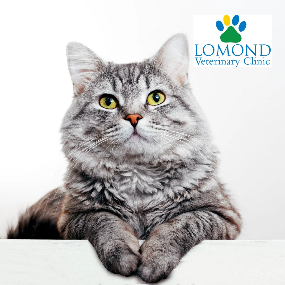 Getting back to normal how you can help ) — Lomond Vets