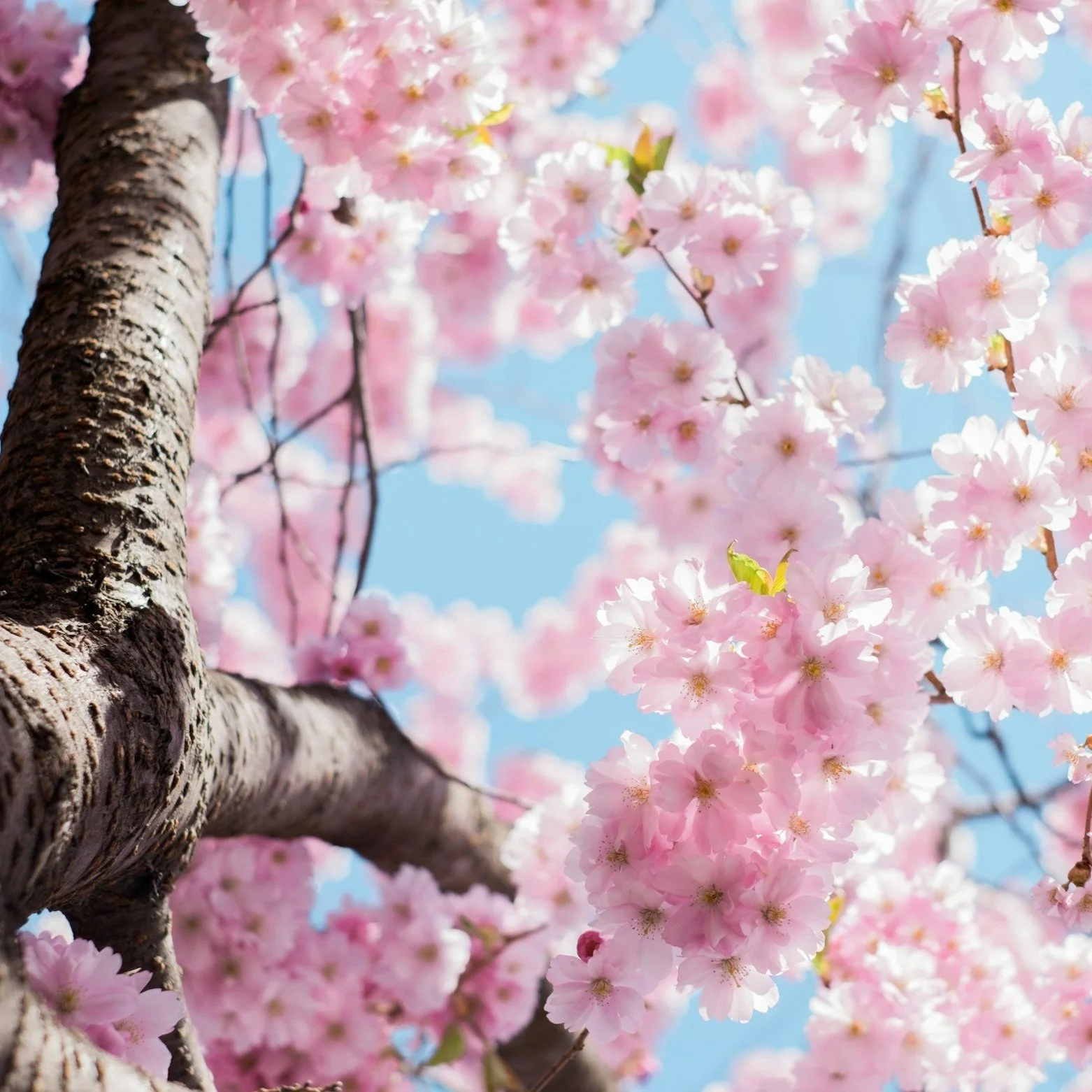 2026 Spring Sale: 25% of Everything on the Store