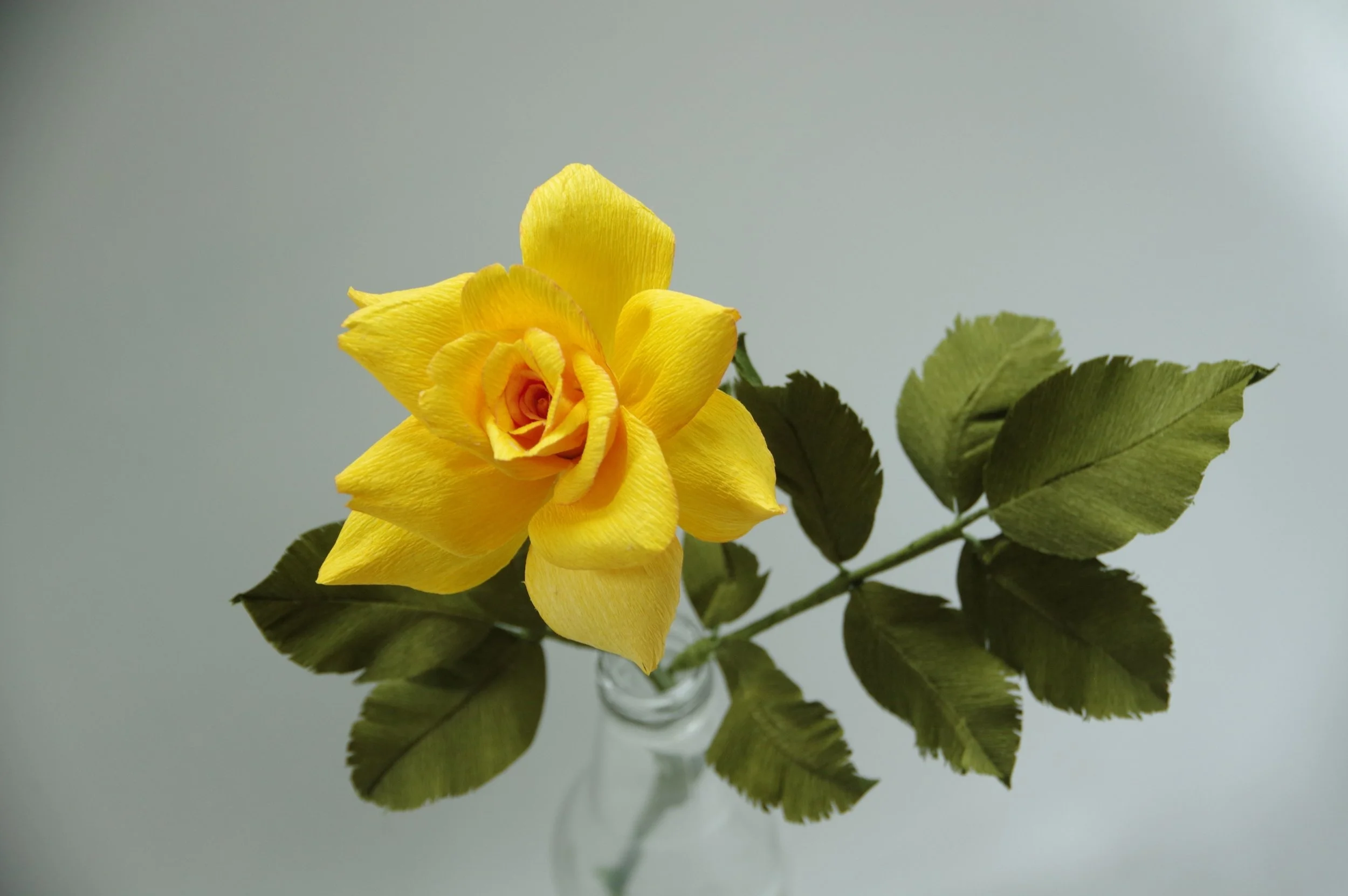 yellow_rose_bloom(4).jpg