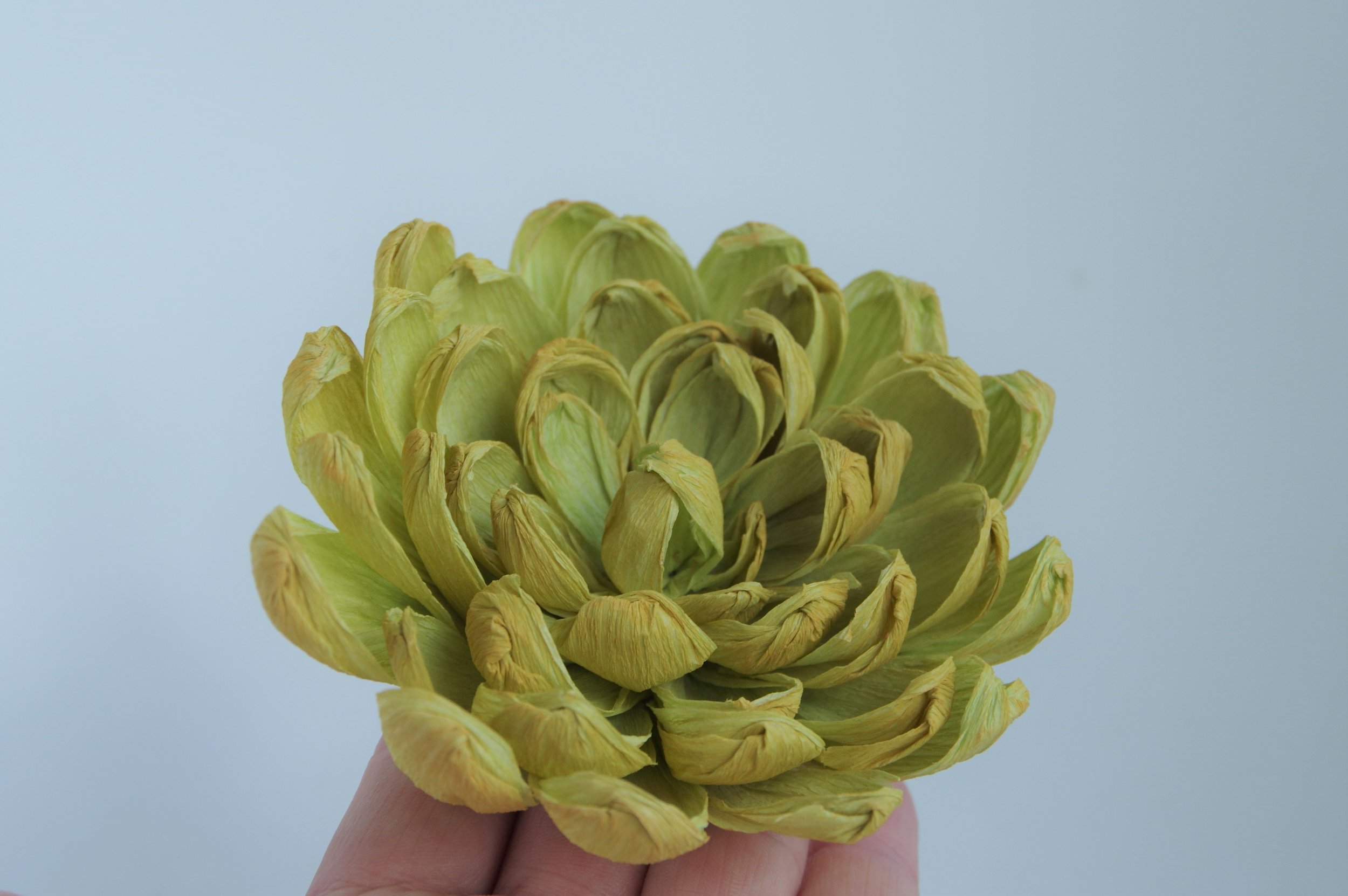 succulent_1.jpg