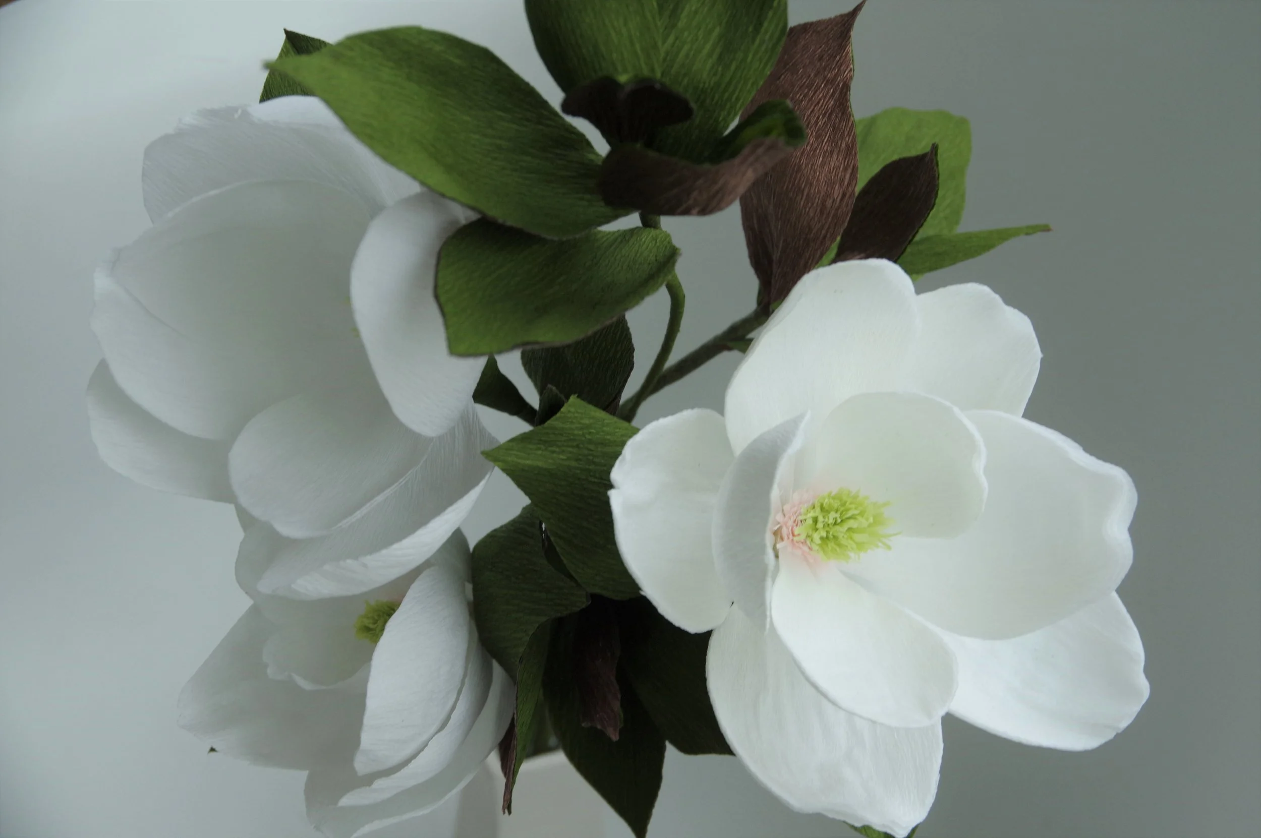 magnolia.jpg