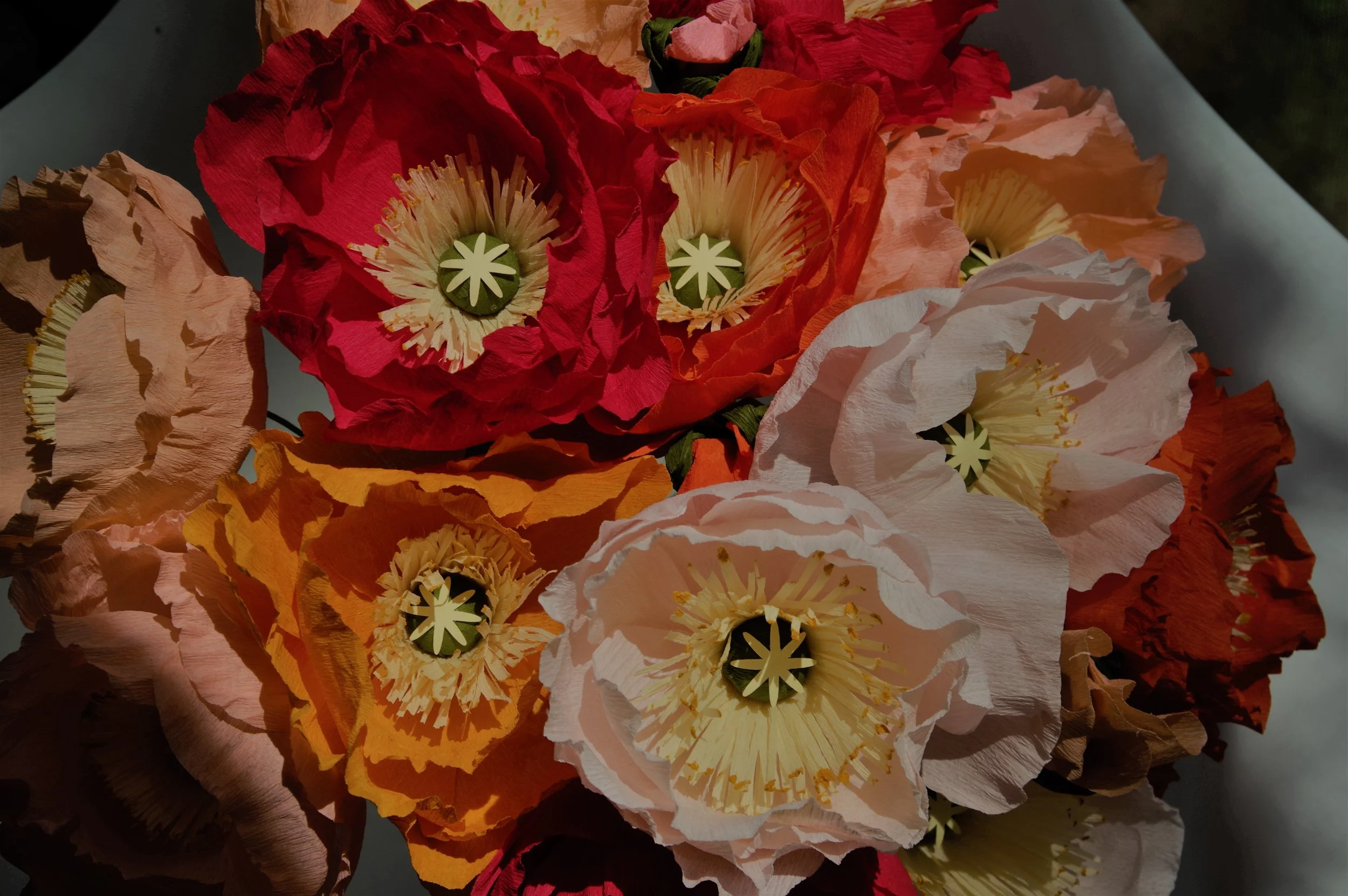 icelandic_poppies_rainbow_bunch.jpg