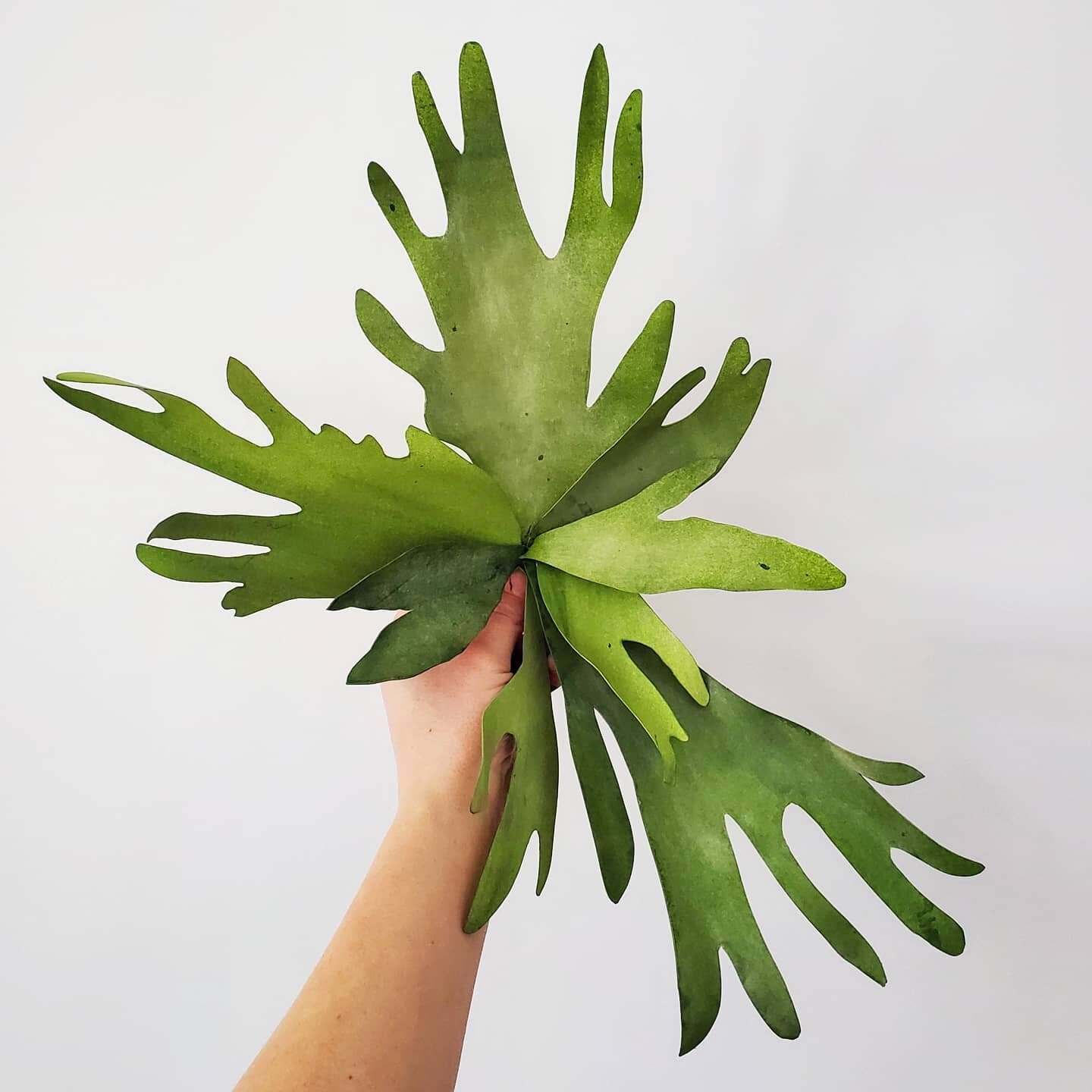 Paper staghorn fern. 
.
.
.
#fern #greens #makersmovement #paperflowers #flowers #paperart #creativeexpression #handmade #prettythings #paperartist #inspiredbynature #underthefloralspell #botanicalart #botanical #flowersofinstagram #artofinstagram #a