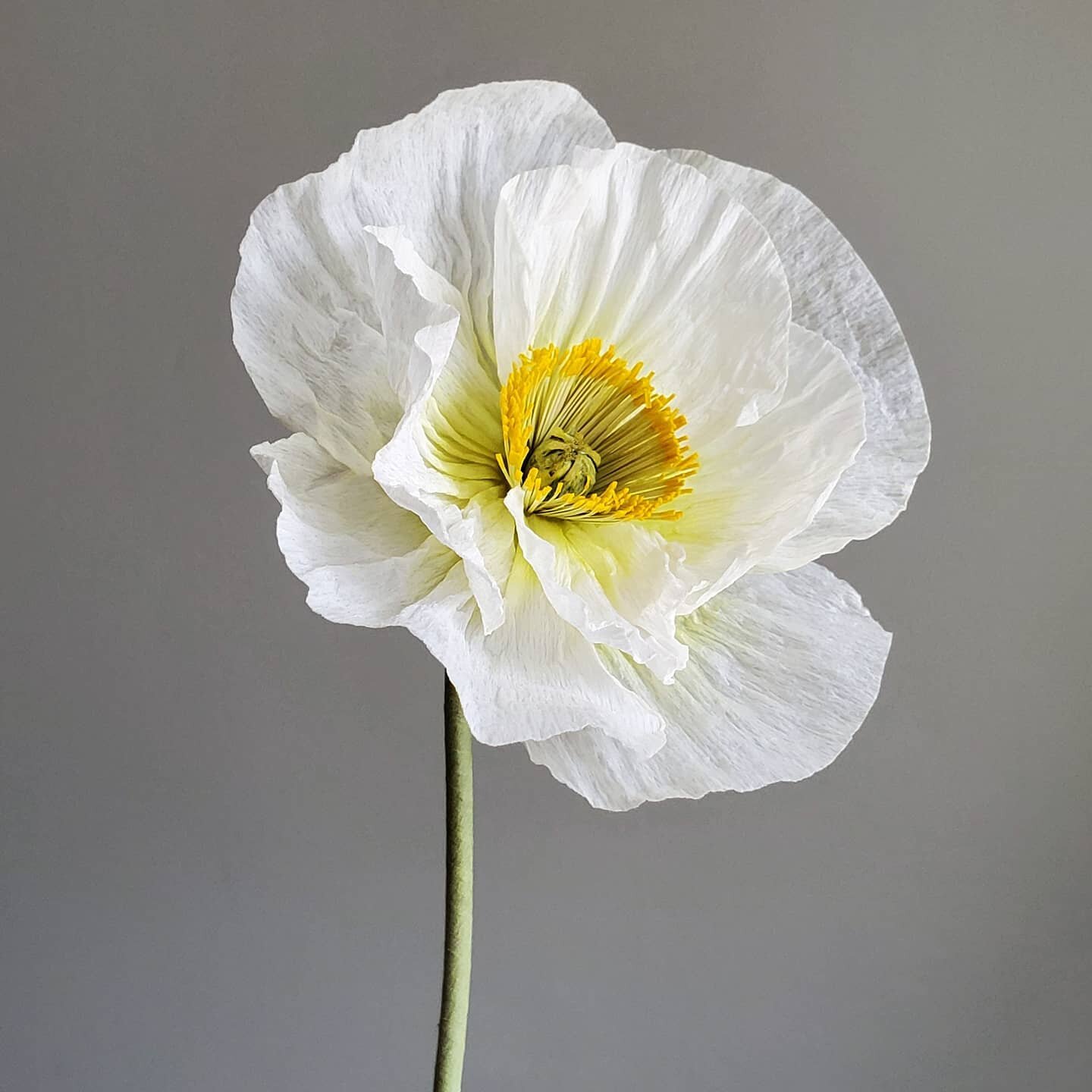 [Another] Paper white poppy. #repeat 
.
.
.
#poppies #poppy #makersmovement #paperflowers #flowers #paperart #creativeexpression #handmade #prettythings #paperartist #inspiredbynature #underthefloralspell #botanicalart #botanical #flowersofinstagram 