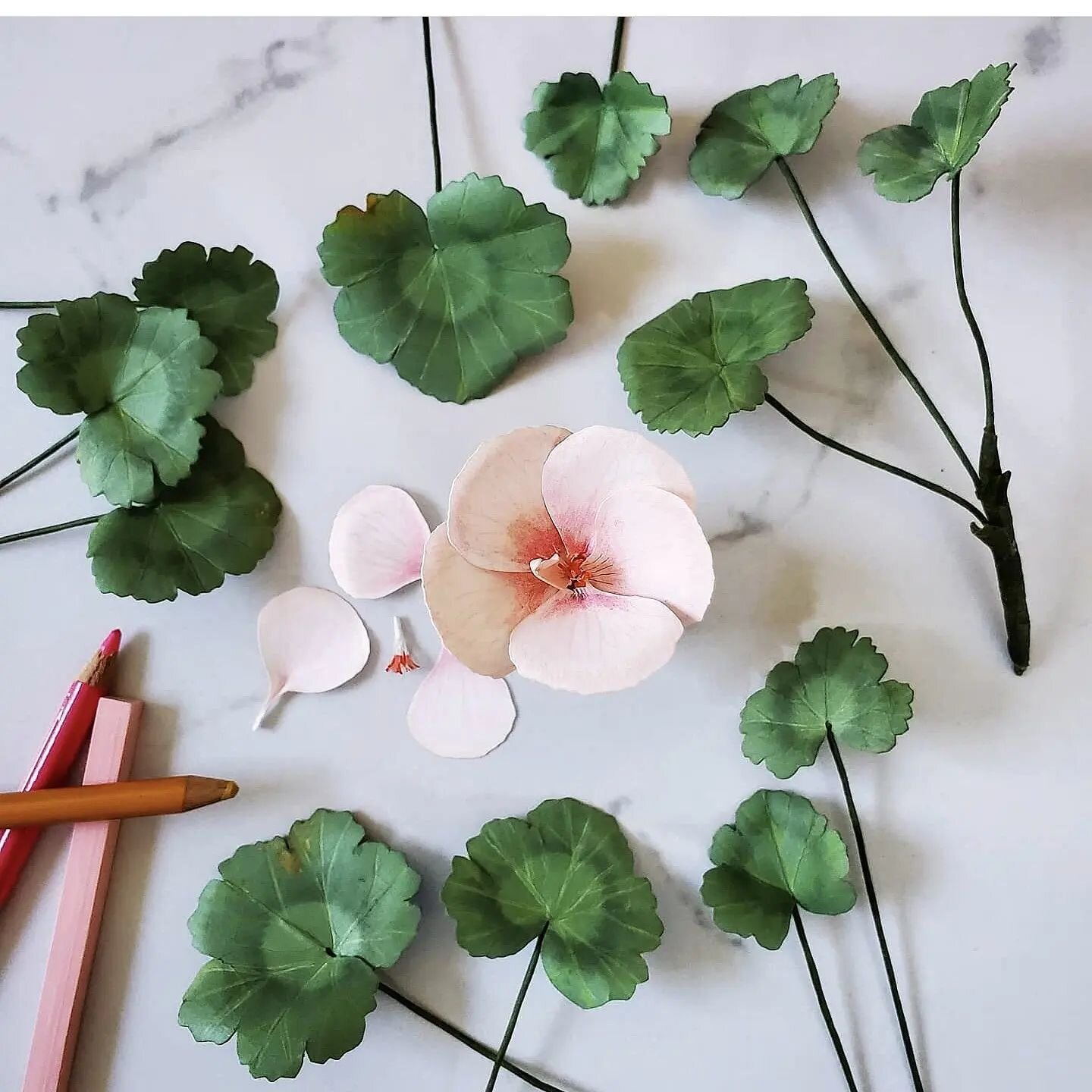 This was one of the first times I ventured away from crepe paper to other forms of paper. It was a total game changer for me. 
#geraniums #paperart #botanical #growing