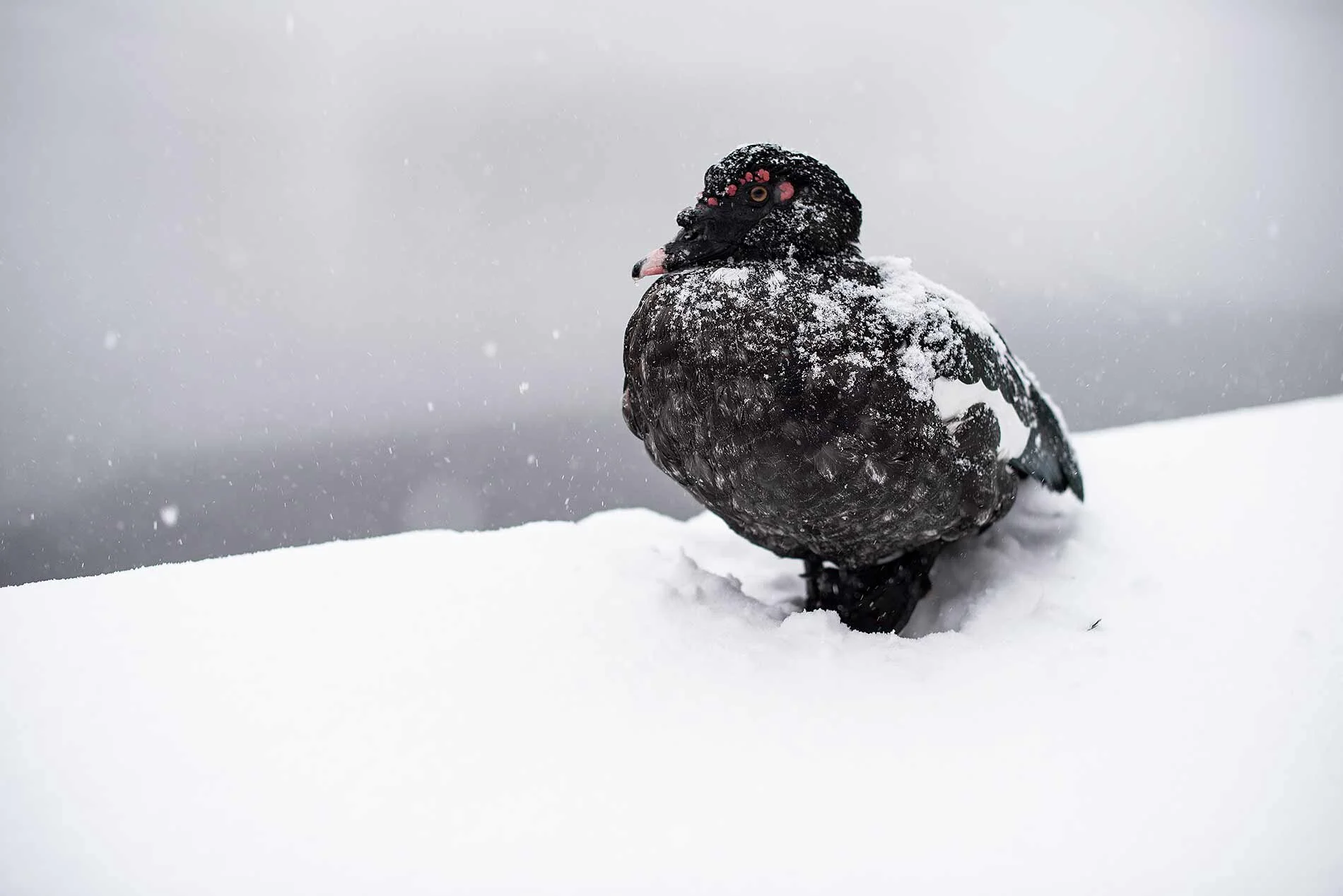 Cold