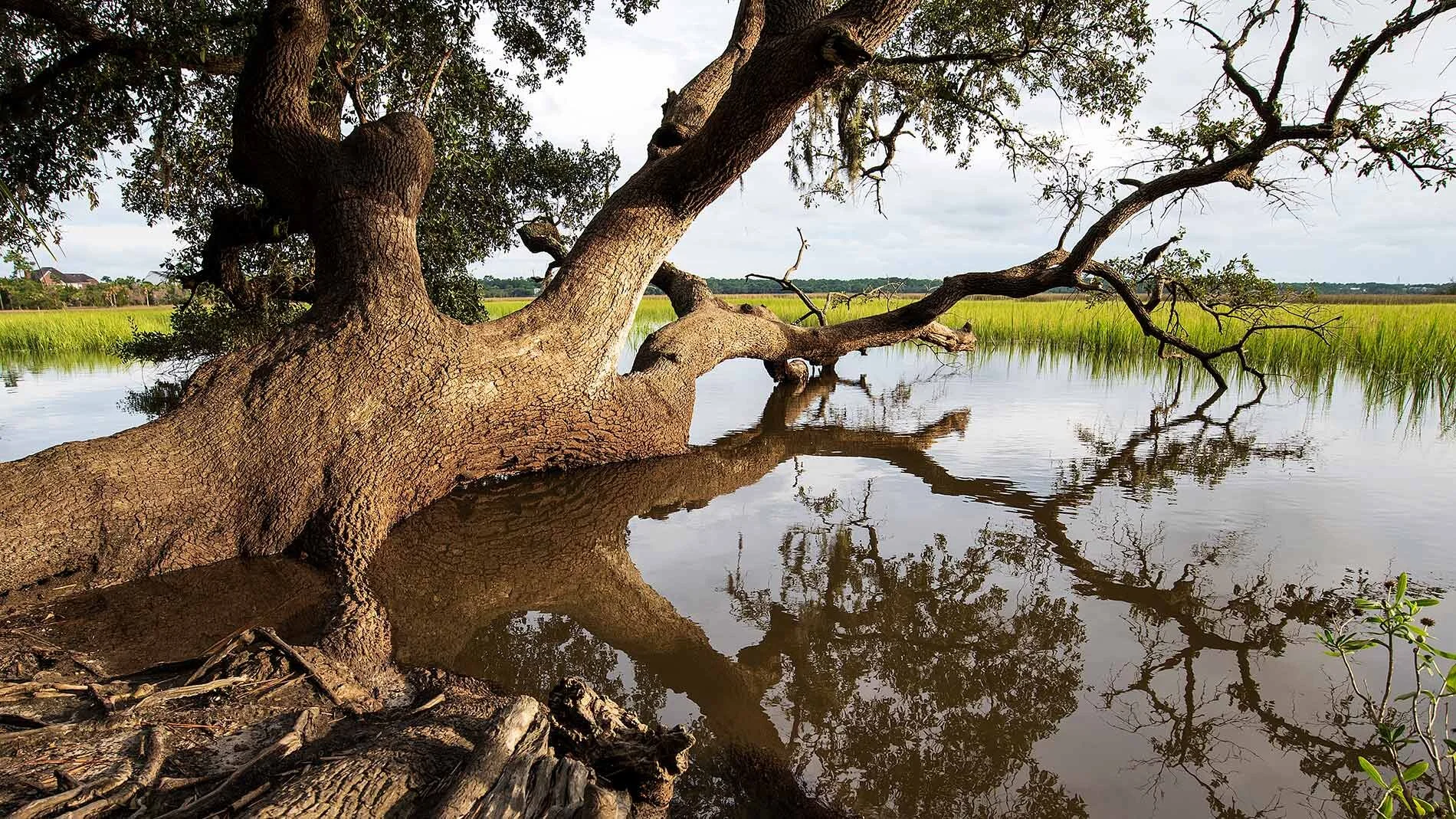High Tide