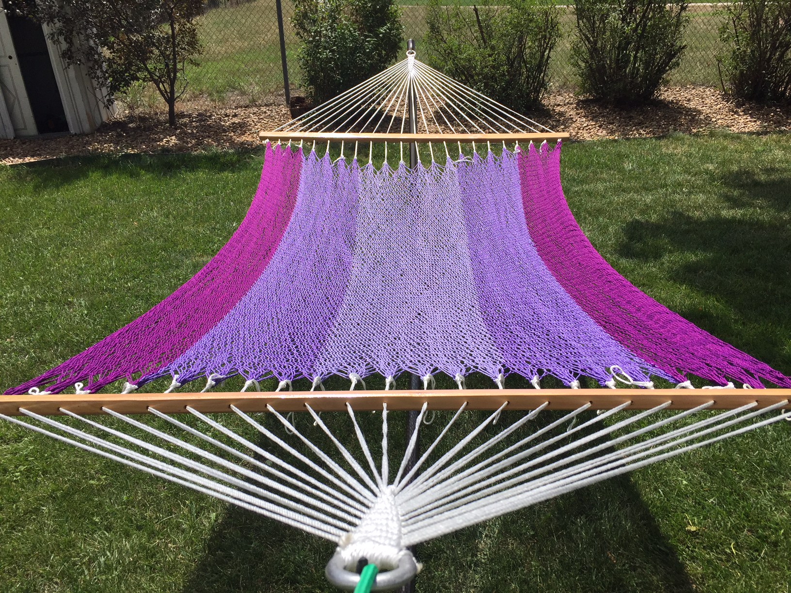 Purple Giant Hammock.JPG