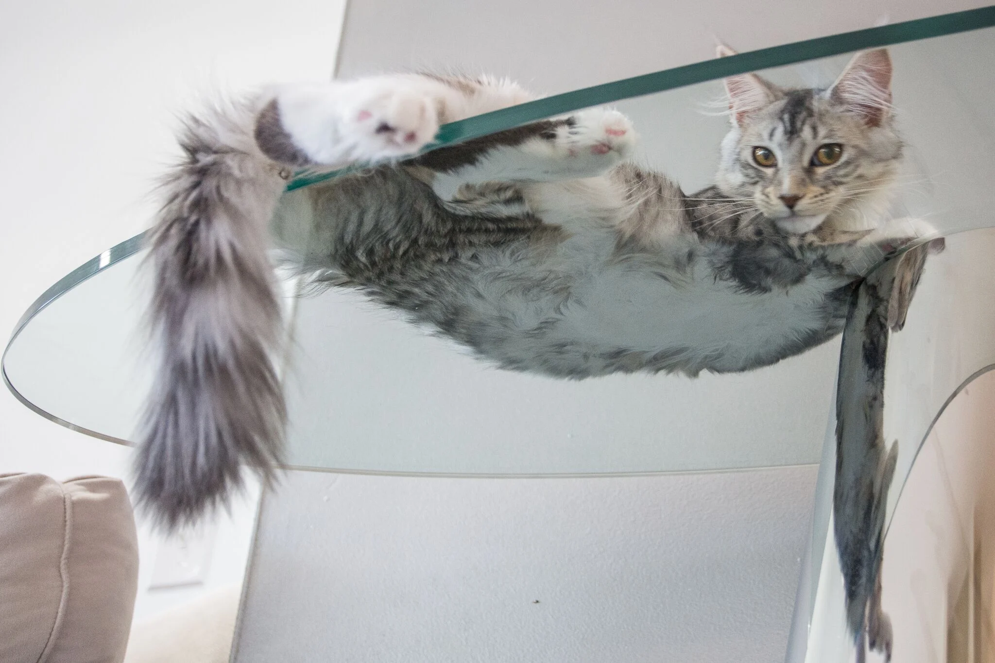 4 Reasons I Love Painting Pets