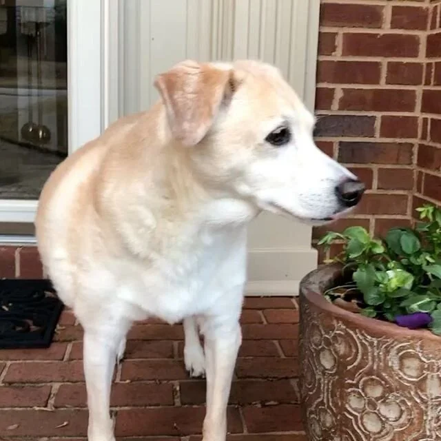 Can hardly believe Hunbun turned 14 today 😭❤️🐶🥳 #oldlady #birthday #miamore