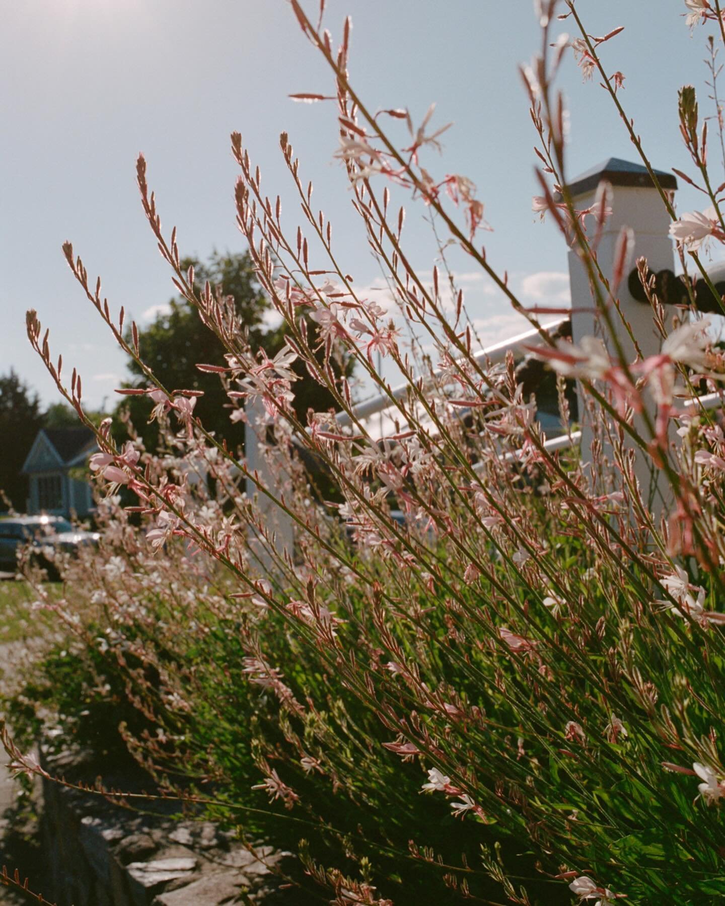 just got some film scans back from Ava and Marc&rsquo;s stunning wedding at @bellehavenclub with the super talented @trueevent and had to share! 

Planning &amp; Design:&nbsp;@trueevent &nbsp;&nbsp;
Venue:&nbsp;@bellehavenclub
Videography:&nbsp;@stop