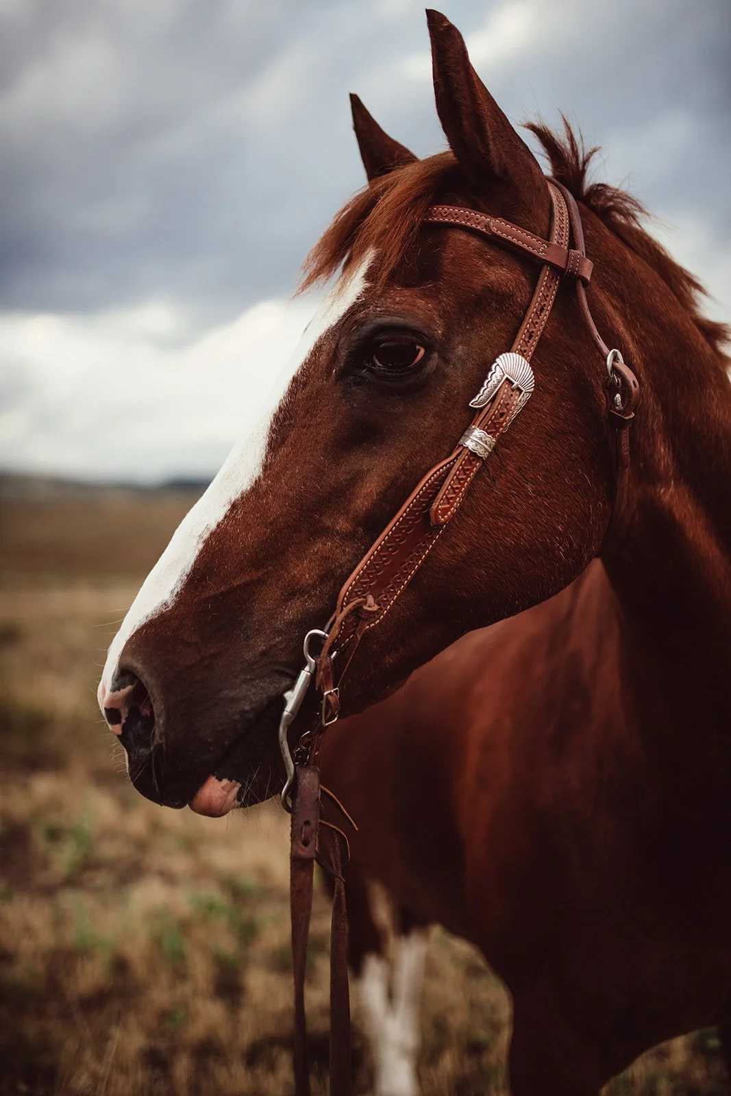 horse-portraits-TCR-Lauren-26.jpg