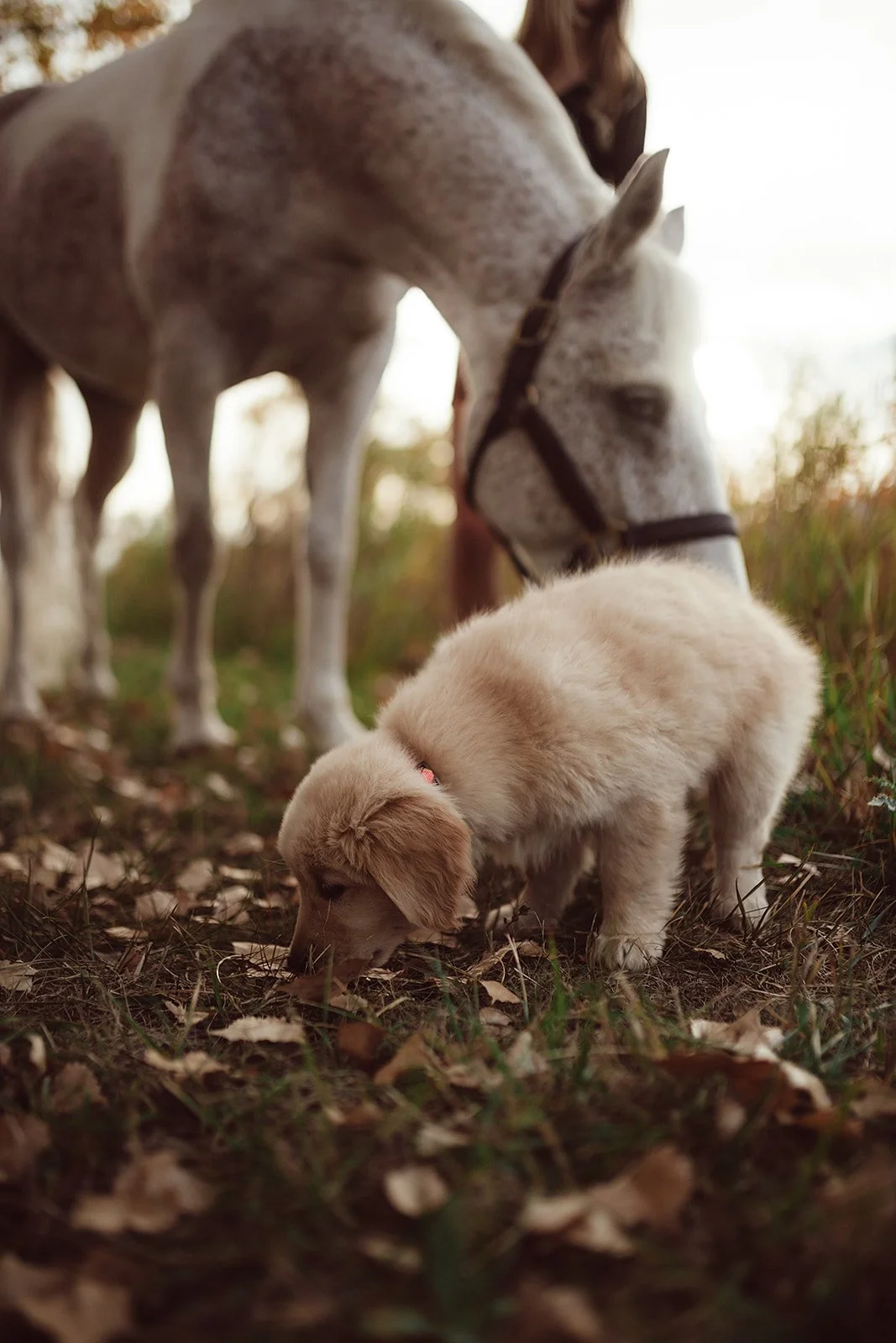 family-photography-boulder-lauren-wright-photography-71.jpg