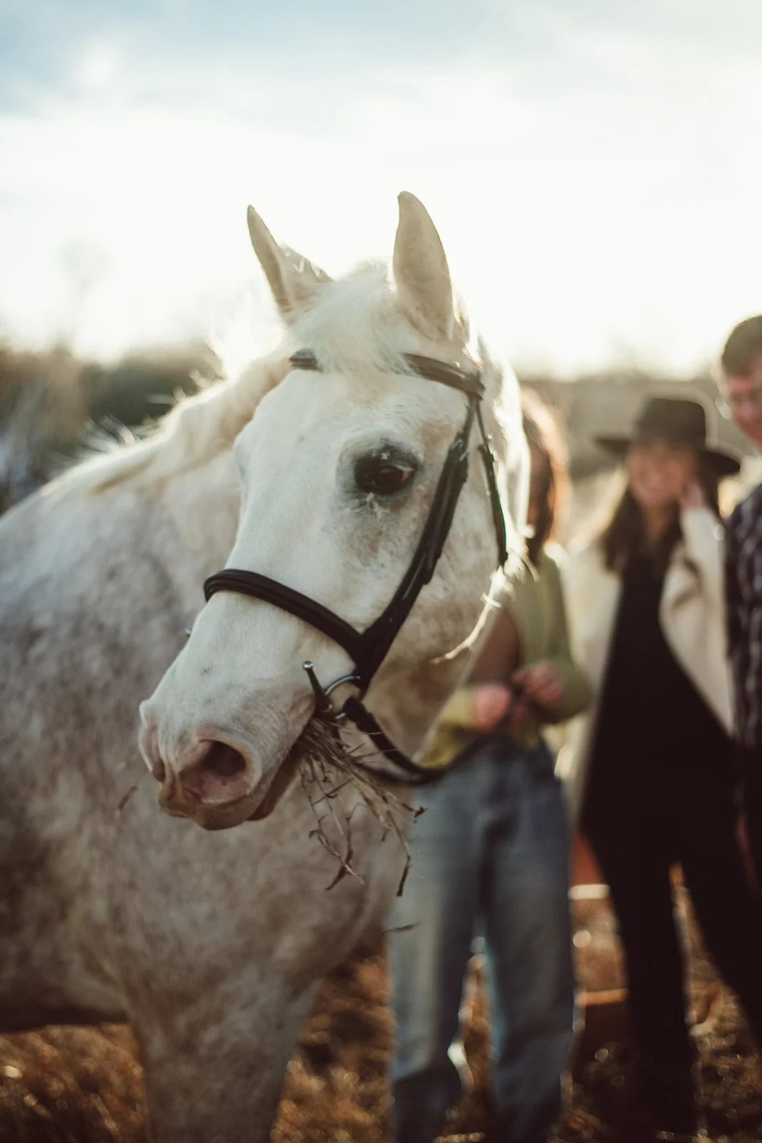 family-photography-horses-tcr-lauren-wright-photography-emily-15.jpg