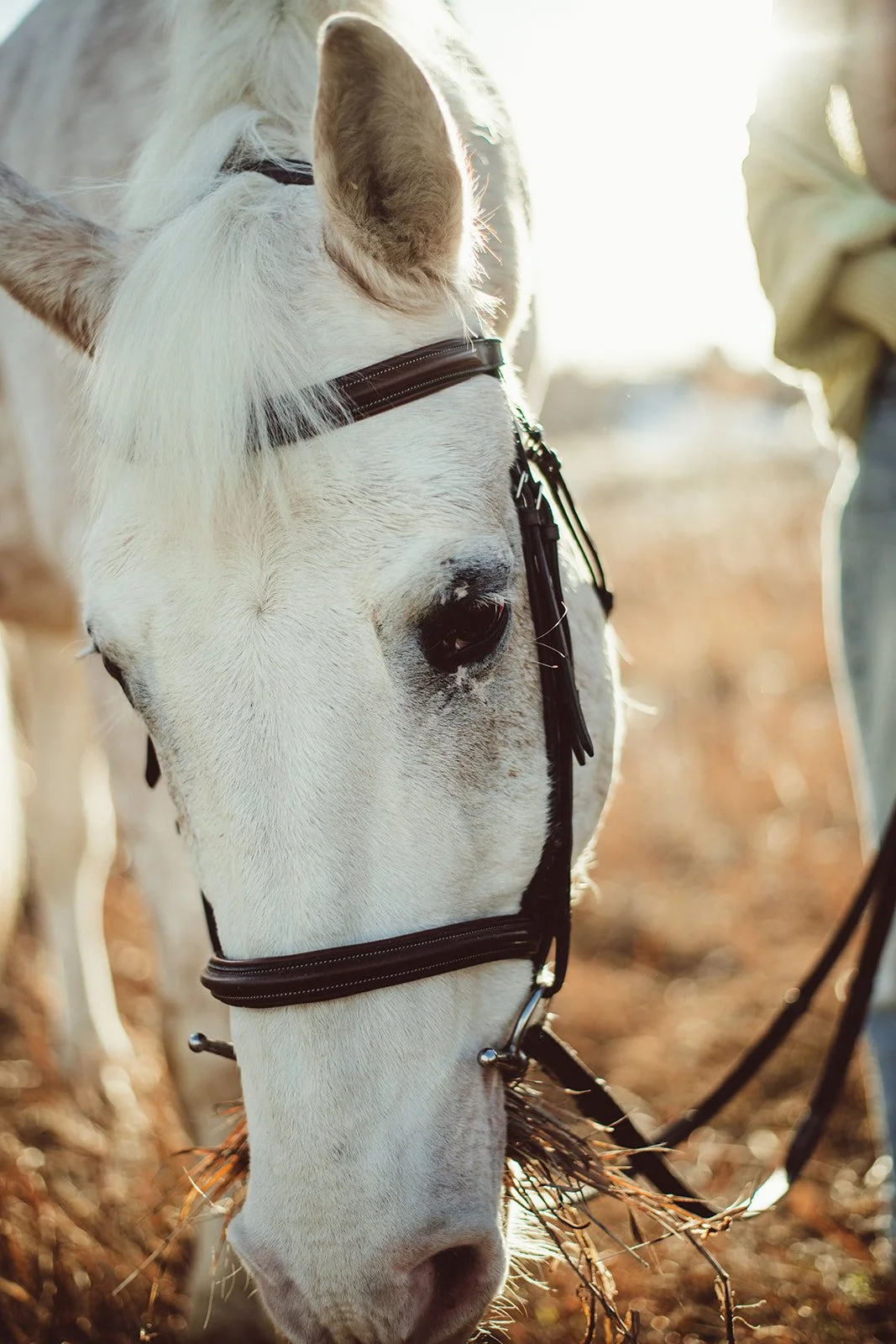 family-photography-horses-tcr-lauren-wright-photography-emily-12.jpg