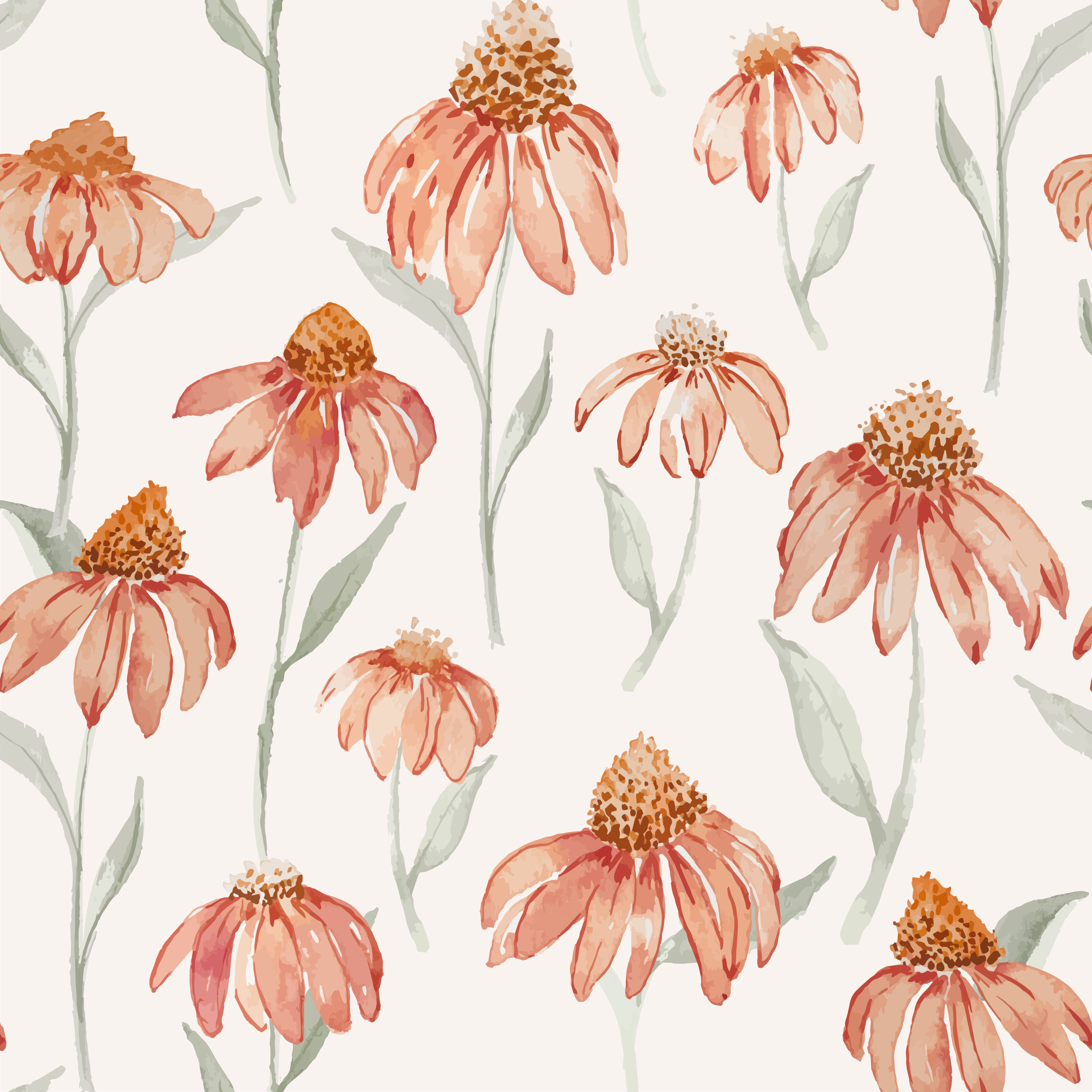 echinacea-02.png