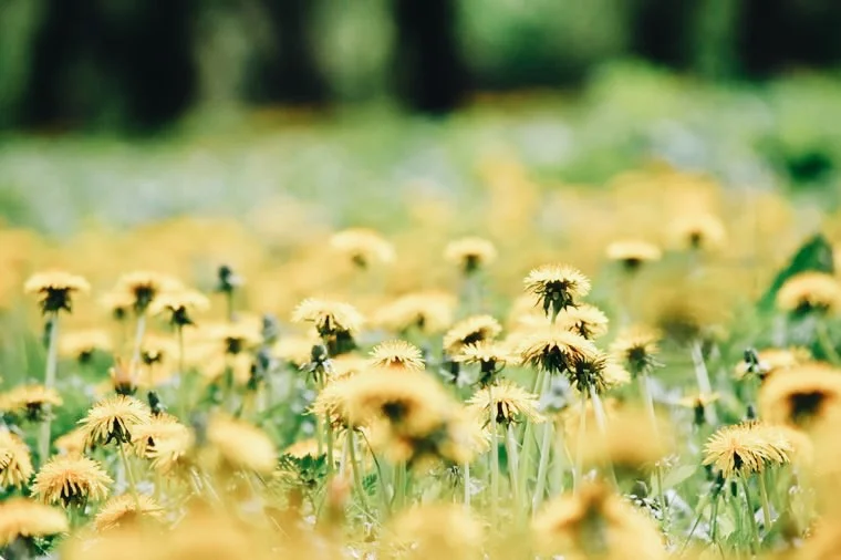 Dandelion