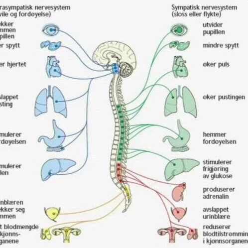 Det autonome nervesystemet