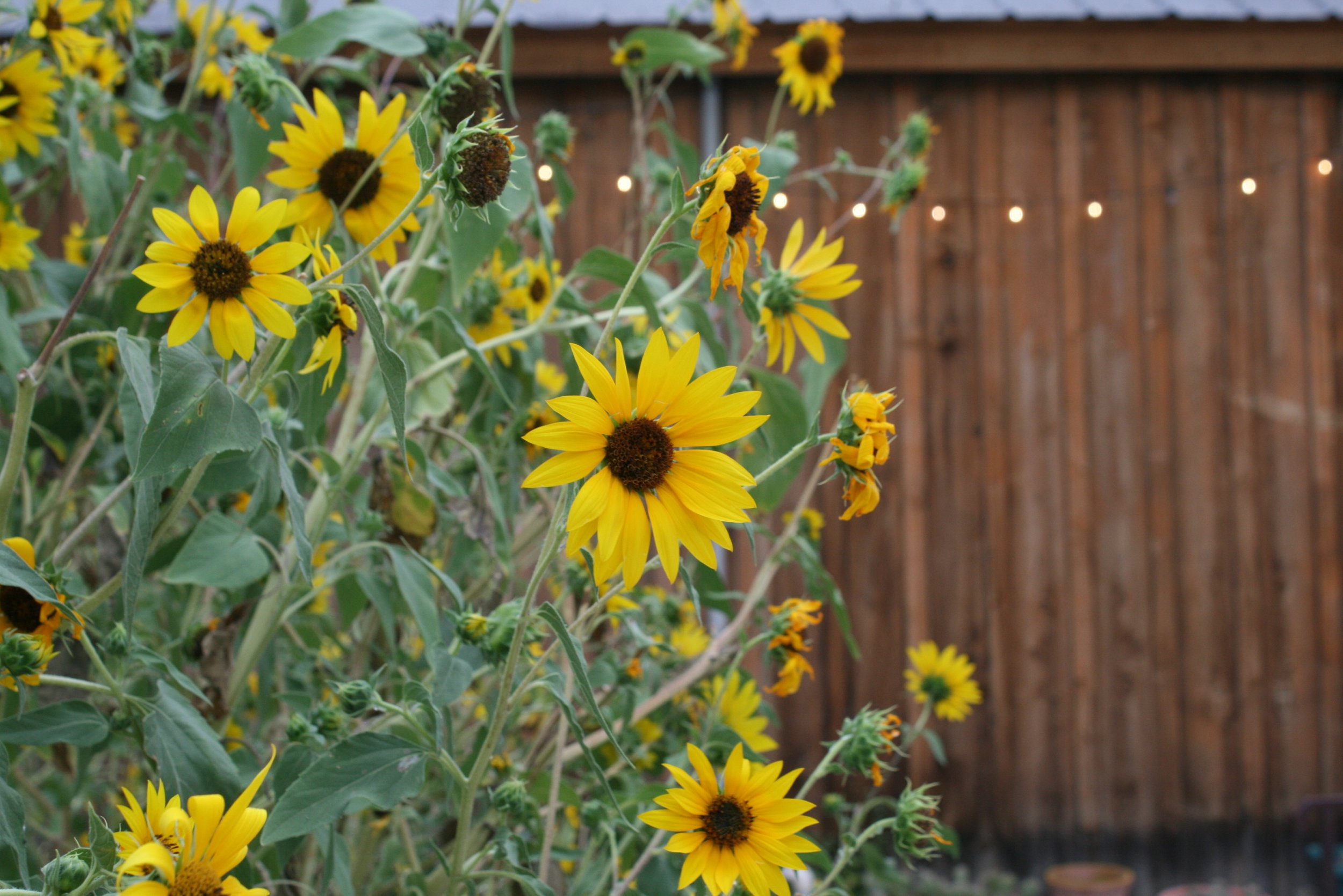 Happy New Year! Message from the Board President